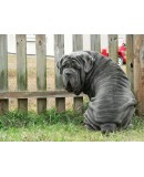 Dettaglio oggetto SOLO CUCCIOLI ITALIANI MASTINO NAPOLETANO